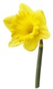 daffodil