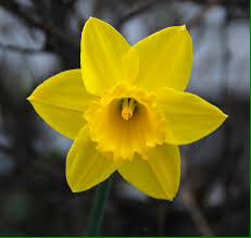 rydal daff