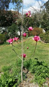 magnolia